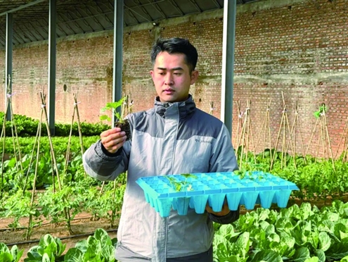 孙正平在大棚里检查草莓苗的生长情况
